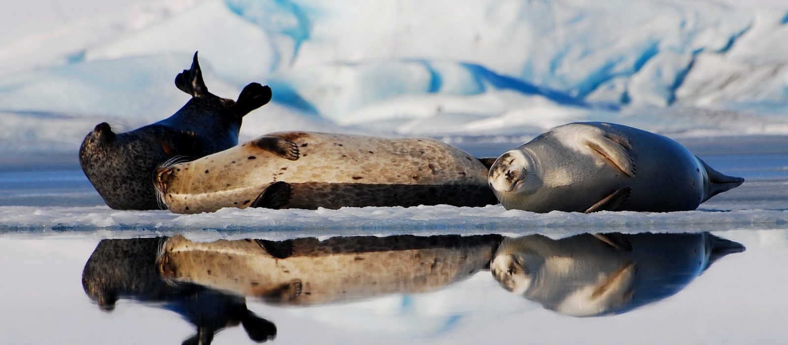 seels on glacier lagoon -visit vatnajokull